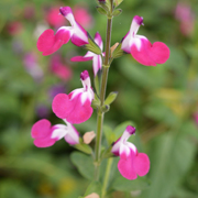 Salvia Cherry Lips